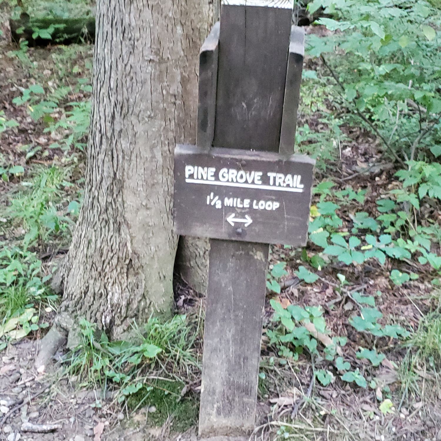 Ledges and Pine Grove Trails 